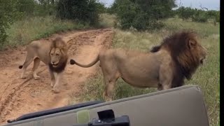 Ndhzenga Male Lions following the scent of Talamati young male  Few Days Ago [upl. by Copeland]