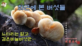 최근에 본 버섯들  갈황색미치광이버섯끈적비단그물버섯금빛송이검은비늘버섯갈색털느타리땅비늘버섯잿빛만가닥버섯콩나물애주름버섯들주발버섯말불버섯황갈색먹물버섯노루털귀버섯 등 [upl. by Irahk]