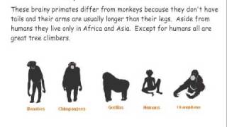 Primate Classification [upl. by Erehpotsirhc]