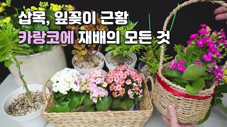 카랑코에 삽목과 잎꽂이 변화 분갈이 부터 물 주는 방법 꽃대 정리 Kalanchoe blossfeldiana cv calandiva Queen Rose [upl. by Androw]