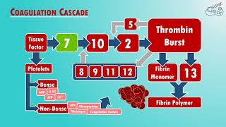 Blood Clotting  The Coagulation Cascade [upl. by Rehttam]