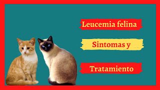 Leucemia Felina 😺 síntomas y tratamiento [upl. by Sirrep]