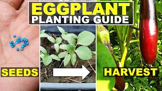 Paano magtanim ng talongEggplant planting guideEggplant from seeds to harvestFoodGardenPh [upl. by Aitnwahs]