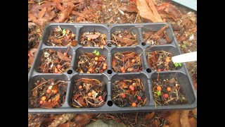 How to propagate Arbutus trees from seed [upl. by Bobbi]