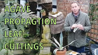 Agave Americana Variegata  Propagation by Leaf Cuttings  GARDENING HINTS AND TIPS VARIAGATED AGAVE [upl. by Hazen]