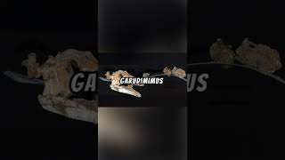 Amazing Garudimimus Facts🦖👟🕊️dinosaurprehistoricscienceexplainedjurassiceradinosaurnature [upl. by Hailey]