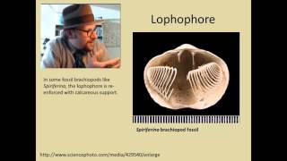 What are Brachiopods [upl. by Bodnar]