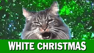 Jingle Cats White Christmas [upl. by Sherman]