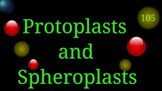 Protoplasts amp Spheroplasts EnteMicrobialWorldmicrobes microbiology bacteria cellbiology cell [upl. by Eisle]