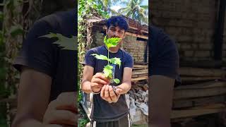 পার্ট  2 উল্টো করে গাছ 🌳 লাগালে কি হবে 🙄 bangla sicence experiment shortfeed technology [upl. by Laemsi]