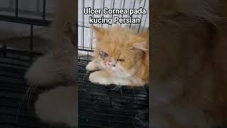 Ulcer Corneal in cat and Post Enucleation Surgery [upl. by Lavella]