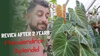 Philodendron Splendid Review  2 Years Later  Philodendron Verrucosum x Melanochrysum [upl. by Hiltner]