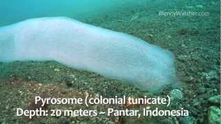 Pyrosomes and Squid Eggs [upl. by Gokey]