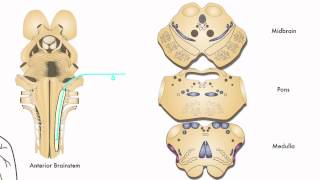 AXON Trigeminothalamic Pathway Pain amp Temperature from Face 7 of 9 [upl. by Kee823]