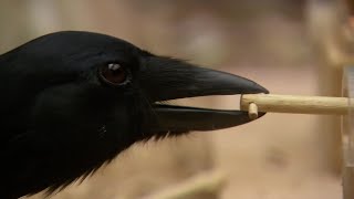 Are Birds as Smart as Mammals  Extraordinary Animals  BBC Earth [upl. by Jala]