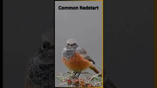 The common redstartDiscover the Most Beautiful Birds in the Worldshorts birds birdsoundsbird [upl. by Ecyarg]