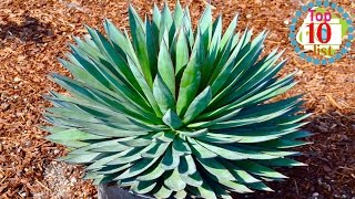 10 Gorgeous Agave Plants [upl. by Arada]