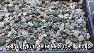 11 month old update on Astrophytum Asteria Ariocarpus Gymnocalycium [upl. by Phina]