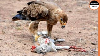 Eagle Rip a Cat and Eat Him Alive [upl. by Teyugn]