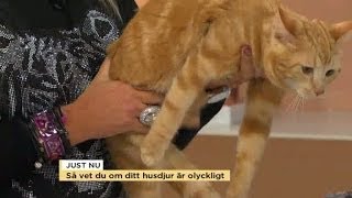 Så vet du om ditt husdjur är olyckligt  Nyhetsmorgon TV4 [upl. by Enirehtacyram]