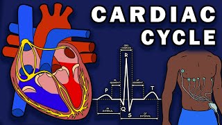 Cardiac Cycle  Cardiovascular Physiology [upl. by Nyrad]