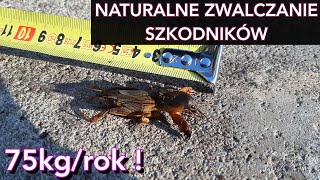 KTÓRE PTAKI POMAGAJĄ W OGRODZIE ZWALCZANIE TURKUCIA PODJADKA  NATURALNE SPOSOBY NA SZKODNIKI [upl. by Aerdnaz]