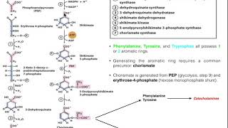 Amino Acid Biosynthesis  Biosynthesis of Chorismate [upl. by Alim]