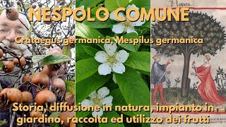 Il nespolo comune Mespilus germanica [upl. by Alaekim]