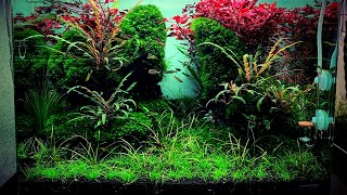 Aquascape Tutorial  Dennerle Scapers Tank 70L  Jungle Style Aquascape [upl. by Gilud]