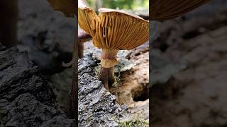 Physalacriaceae a family of Fungi photography shorts macro viral nature mushroom fungi [upl. by Eirrotal31]