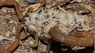 Mesobuthus cyprius  Κυπριακός σκορπίος  Cyprus endemic scorpion with babies  Cyprus [upl. by Yllen]