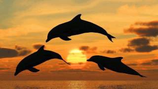 SONIDO DE DELFINES CANTO DE DELFINES DOLPHINS SOUND DOLPHINS SONG 海豚声 [upl. by Werdna573]