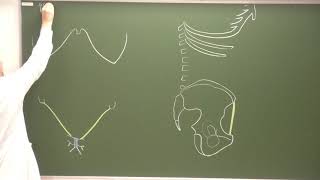 Abdomen et pelvis 1  Paroi abdominale antérolatérale [upl. by Epilif]