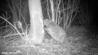 Bever knaagt aan wilg voor schors om van te eten Zevenbergenbos Ranst 31 dec 2023 [upl. by Ollehcram975]