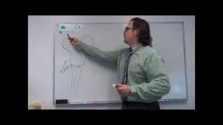 Neuroanatomy  Cranial Nerve VII  Drawing the Facial Nerve Pathways [upl. by Monie]