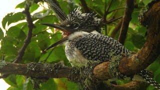 Большой пегий зимородок Megaceryle lugubris  Crested Kingfisher  Film Studio Aves [upl. by Ebba646]