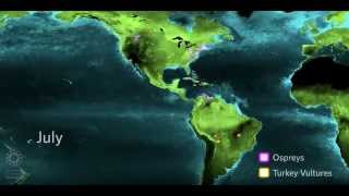 Why Do Birds Migrate Educator Version  California Academy of Sciences [upl. by Airliah]