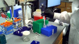 phenol chloroform extraction part 1 [upl. by Nereen]