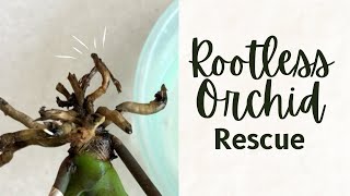 Rootless Orchid rescue  How I will try to rescue an orchid which has lost its roots [upl. by Jarlathus]