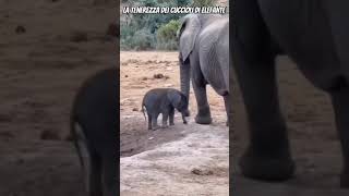 🔴Ecco perché i cuccioli di elefante sono tra gli animali più teneri e sorprendenti🔴 elefanti cute [upl. by Alat]