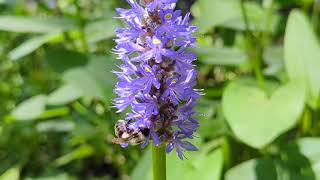 Pickerelweed Pontederia cordata [upl. by Notanhoj255]