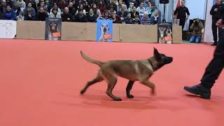 警察犬見習いの子犬のクリッカートレーニング2 Puppies of police dog Clicker Training 2018 0203 [upl. by Assiruam]