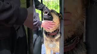 Rottweiler vs German shepherd vs Tibetan mastiff dangerousfight [upl. by Aihsoek359]