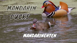 Mandarin Ducks Aix galericulata  Mandarinenten [upl. by Ynolem]