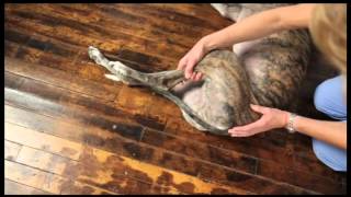 Video 9 Dog Physical Therapy Hip Flexion Extension [upl. by Pansie]