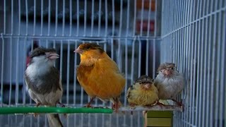 Пение канарейки Певчий кенар Как поет канарейка обучение  Singing canaries canary singing sounds [upl. by Hairom]