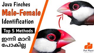 Java Finches Male and Female Identification  Java Sparrow  Finches Bird Malayalam  My Pet Plant [upl. by Adnael300]