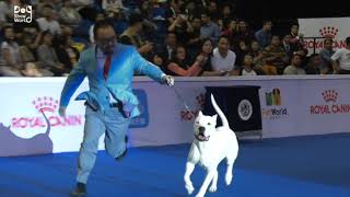 National dog show 2024  Dog show 2024 [upl. by Melnick114]