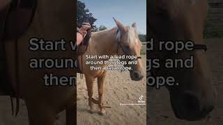 pause to read about hobbling horses horsemanship traininghorses aqha cowboy bridlehorse [upl. by Llednohs]