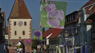 Frühling am Kaiserstuhl  Wanderungen amp Ortschaften amp Weinberge amp Natur [upl. by Lattonia]